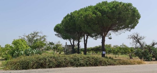 terreno agricolo in vendita a San Donaci