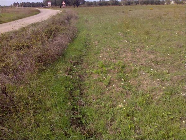 terreno agricolo in vendita a San Donaci