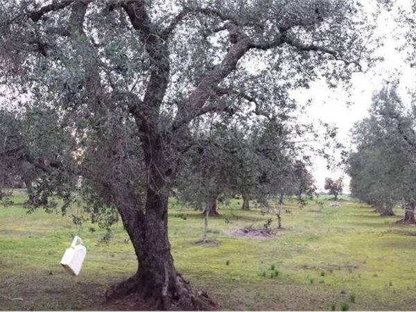 terreno agricolo in vendita a San Donaci