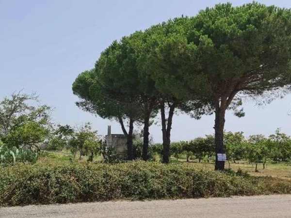 terreno agricolo in vendita a San Donaci