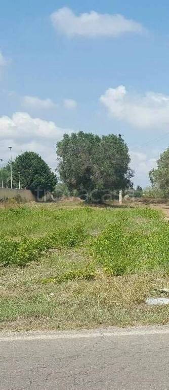 terreno agricolo in vendita a San Donaci