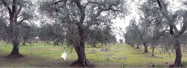 terreno agricolo in vendita a San Donaci
