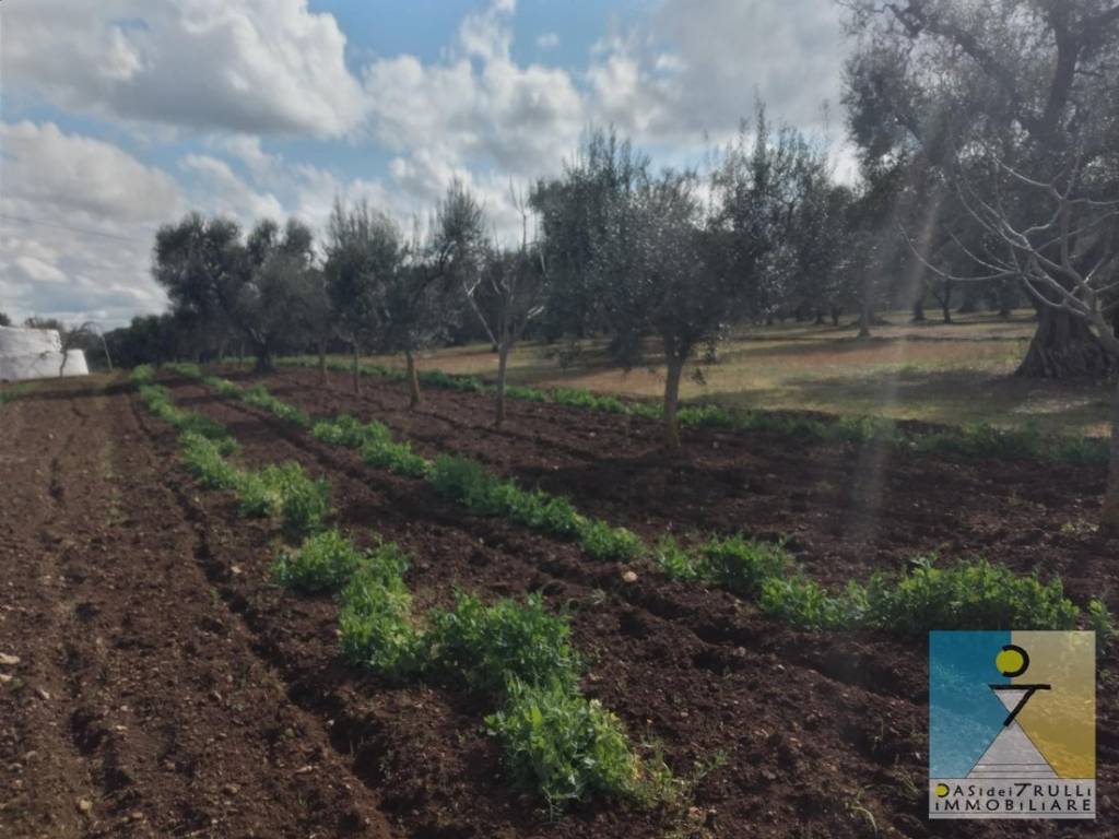 terreno agricolo in vendita a San Michele Salentino