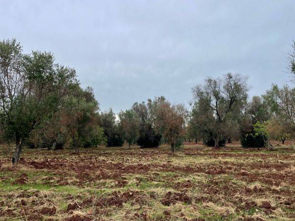 terreno agricolo in vendita a San Michele Salentino