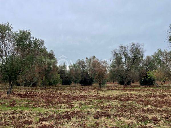 terreno agricolo in vendita a San Michele Salentino