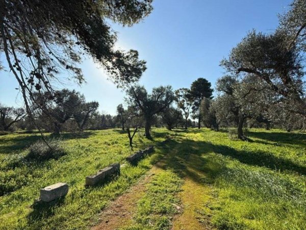 terreno agricolo in vendita a San Michele Salentino