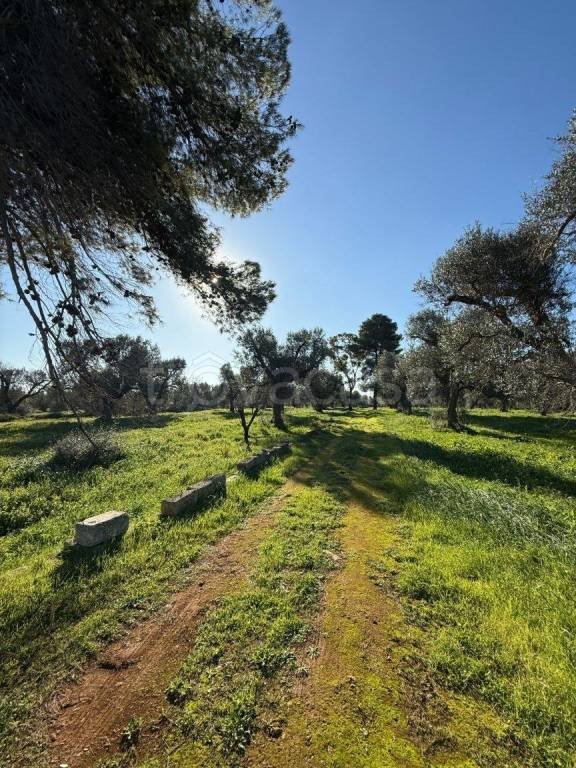 terreno agricolo in vendita a San Michele Salentino