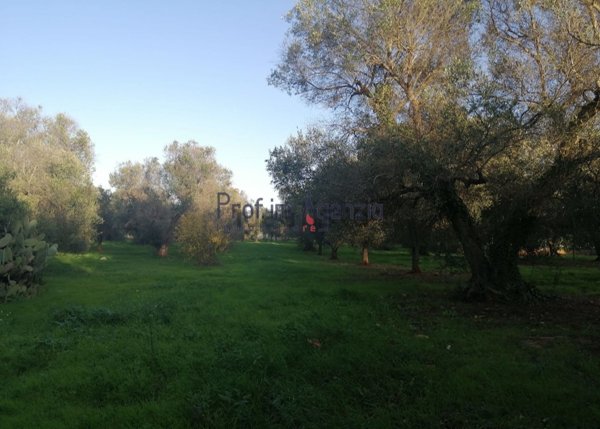 trullo in vendita a San Michele Salentino