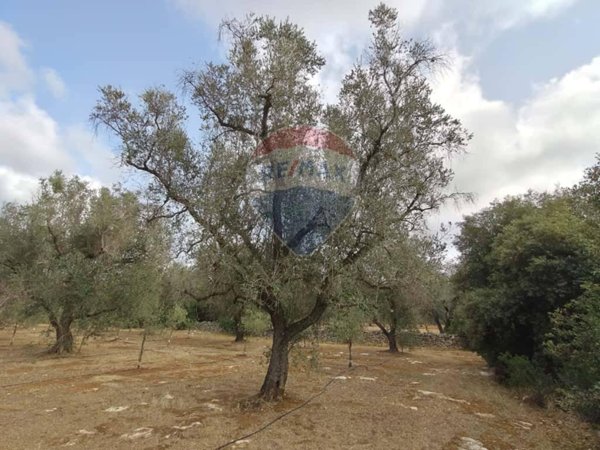 terreno agricolo in vendita a San Pancrazio Salentino