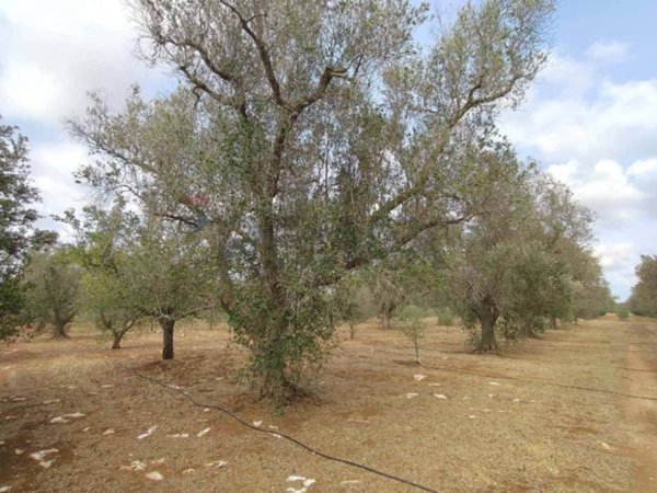 terreno agricolo in vendita a San Pancrazio Salentino