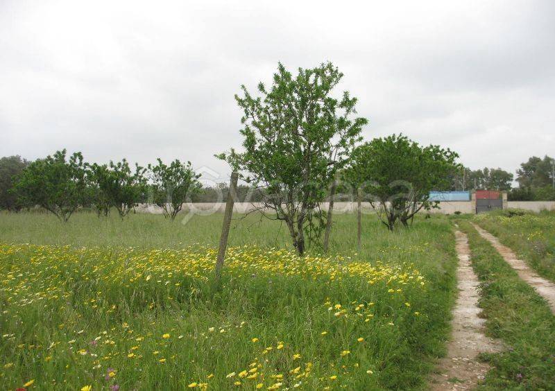 azienda agricola in vendita a San Pietro Vernotico