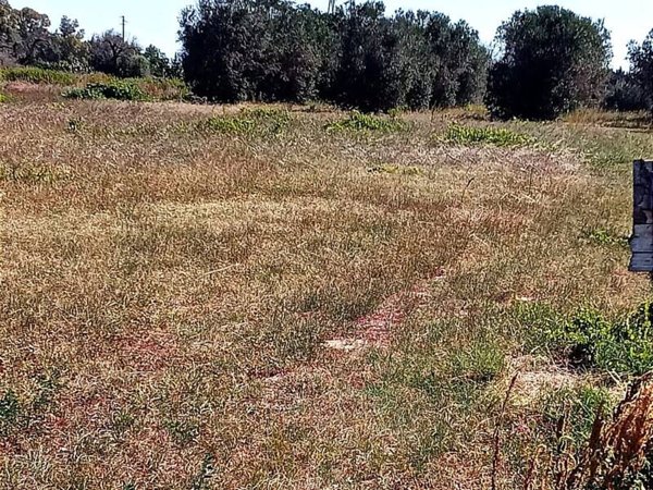 terreno agricolo in vendita a San Pietro Vernotico