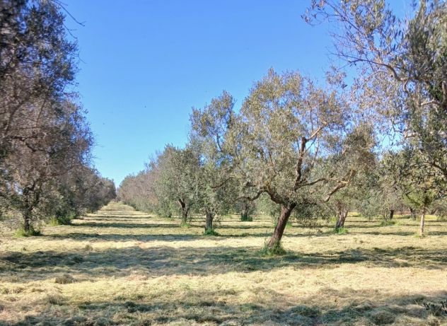 terreno agricolo in vendita a San Pietro Vernotico