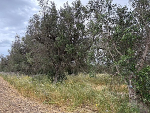 terreno agricolo in vendita a San Pietro Vernotico
