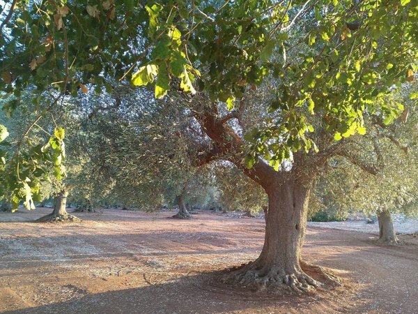 terreno agricolo in vendita a San Vito dei Normanni