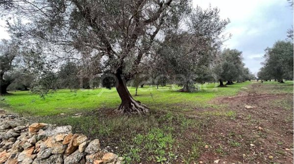 terreno agricolo in vendita a San Vito dei Normanni
