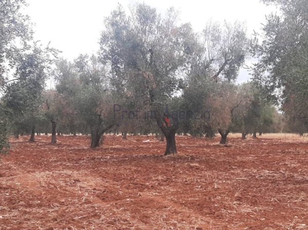 terreno agricolo in vendita a San Vito dei Normanni