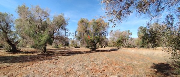 terreno agricolo in vendita a San Vito dei Normanni