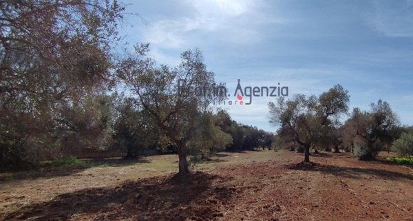 terreno agricolo in vendita a San Vito dei Normanni