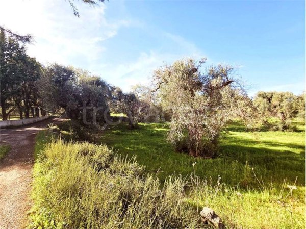 terreno agricolo in vendita a San Vito dei Normanni