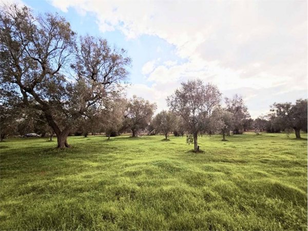 terreno agricolo in vendita a San Vito dei Normanni