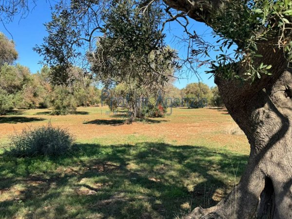 terreno agricolo in vendita a San Vito dei Normanni