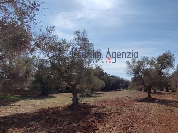 terreno agricolo in vendita a San Vito dei Normanni