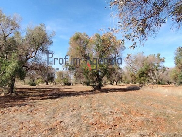 terreno agricolo in vendita a San Vito dei Normanni