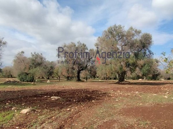 terreno agricolo in vendita a San Vito dei Normanni