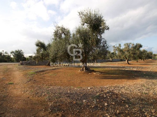 terreno agricolo in vendita a San Vito dei Normanni