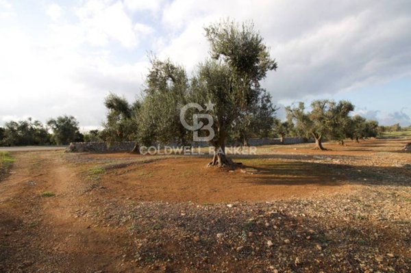 terreno agricolo in vendita a San Vito dei Normanni
