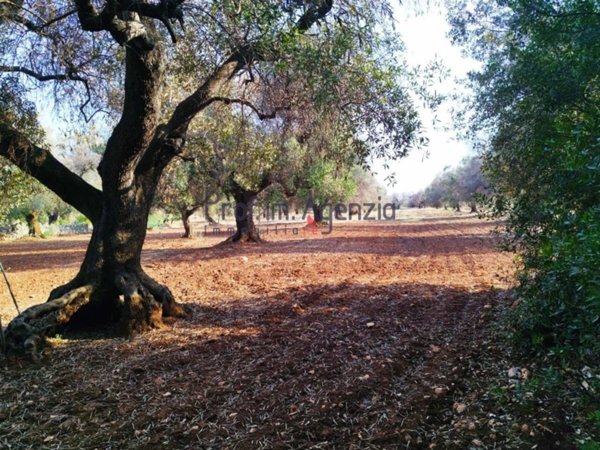 terreno agricolo in vendita a San Vito dei Normanni