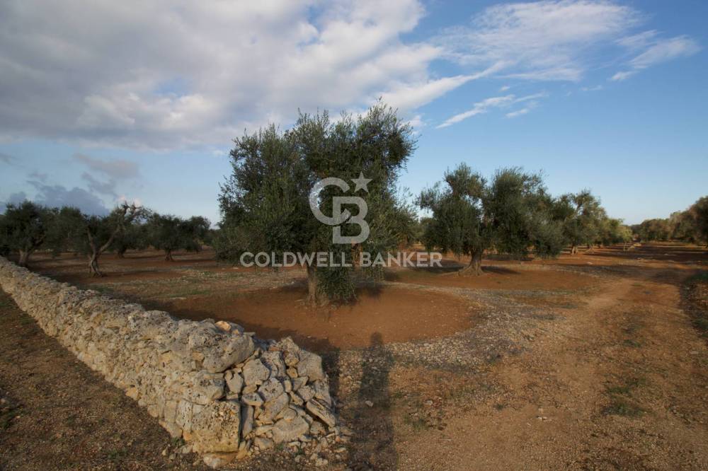 terreno agricolo in vendita a San Vito dei Normanni in zona San Giacomo
