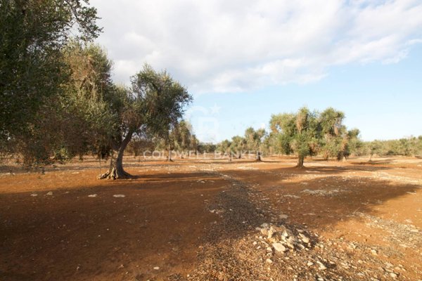 terreno agricolo in vendita a San Vito dei Normanni