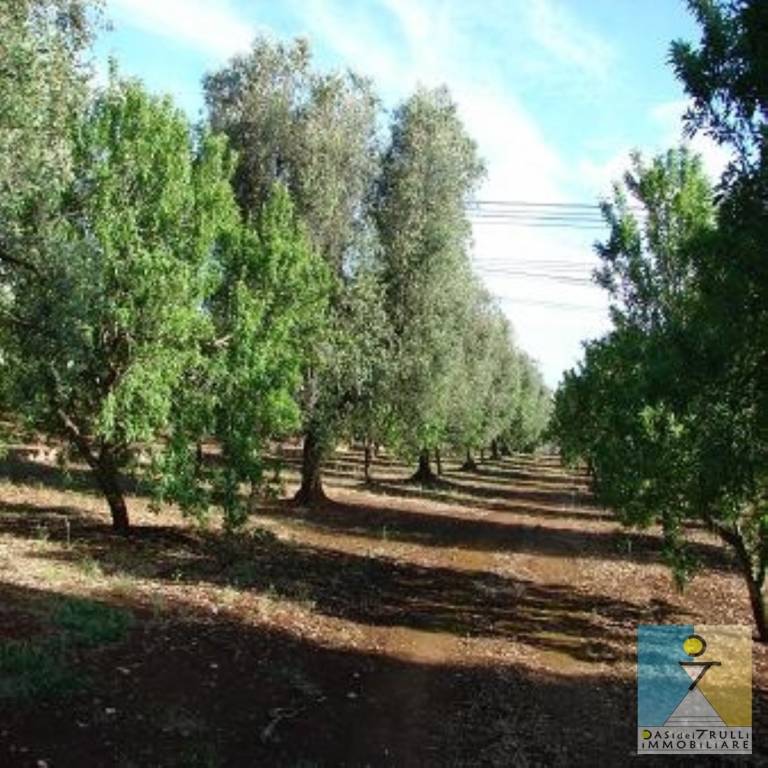 terreno agricolo in vendita a San Vito dei Normanni