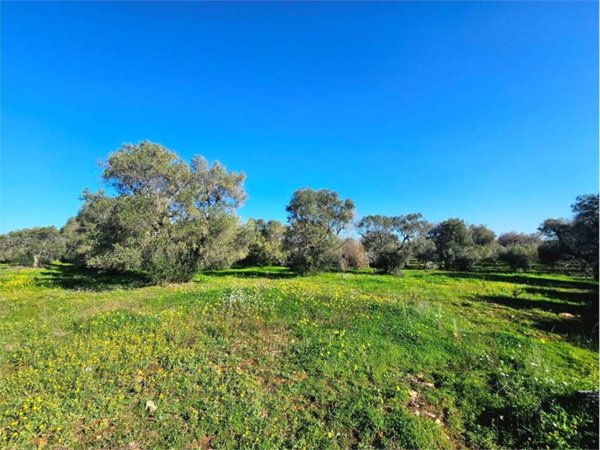 terreno agricolo in vendita a San Vito dei Normanni