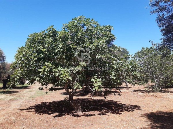 terreno agricolo in vendita a San Vito dei Normanni