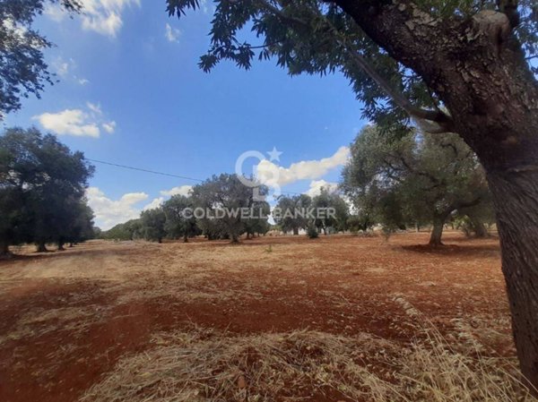 terreno agricolo in vendita a San Vito dei Normanni