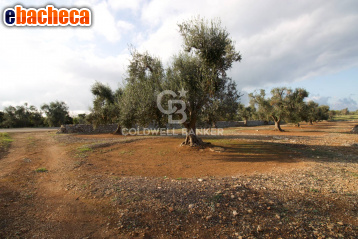 terreno agricolo in vendita a San Vito dei Normanni