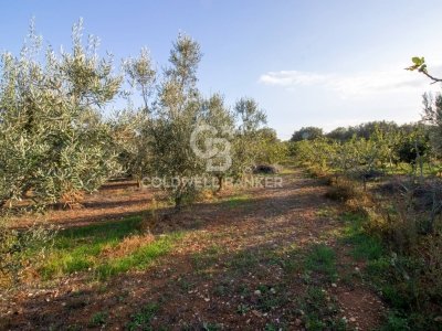 terreno agricolo in vendita a San Vito dei Normanni