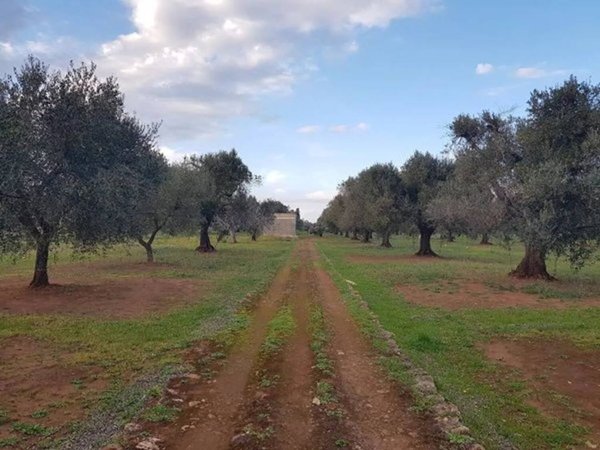 terreno agricolo in vendita a San Vito dei Normanni
