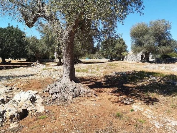 terreno agricolo in vendita a San Vito dei Normanni