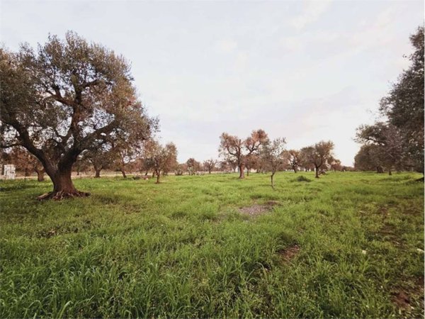 terreno agricolo in vendita a San Vito dei Normanni