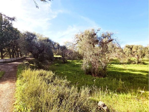 terreno agricolo in vendita a San Vito dei Normanni