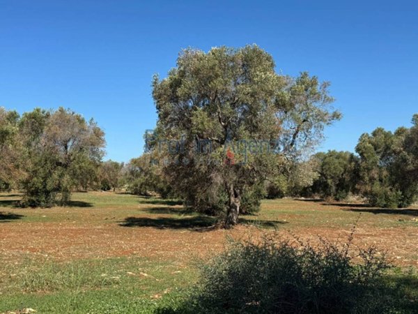 terreno agricolo in vendita a San Vito dei Normanni