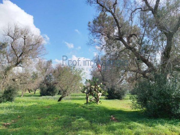 terreno agricolo in vendita a San Vito dei Normanni
