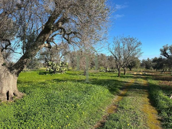 terreno agricolo in vendita a San Vito dei Normanni