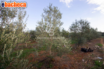 terreno agricolo in vendita a San Vito dei Normanni