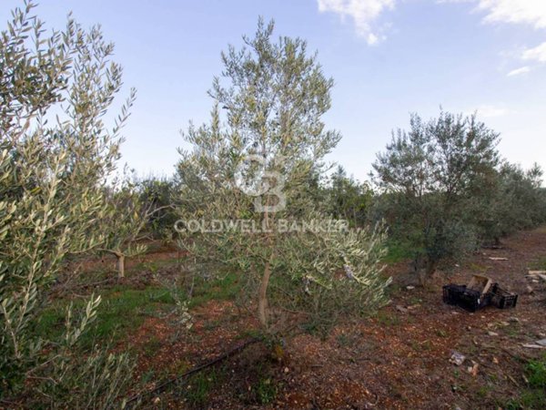 terreno agricolo in vendita a San Vito dei Normanni