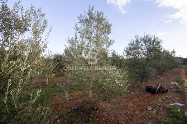 terreno agricolo in vendita a San Vito dei Normanni